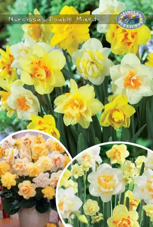 Narcissus Double Mixed | Bags 20 x 20 - image 1