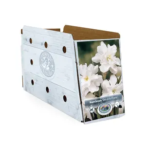 Narcissus Double Poets (Albo Pleno Odorata) | Cappers 5 x 12 - image 2