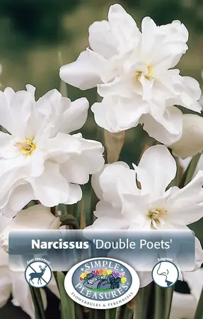 Narcissus Double Poets (Albo Pleno Odorata) | Cappers 5 x 12 - image 1