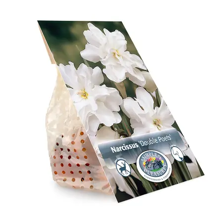 Narcissus Double Poets (Albo Pleno Odorata) | Cappers 5 x 12 - image 3
