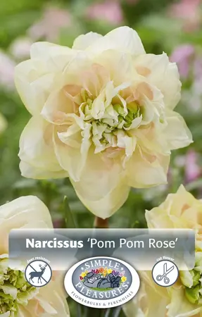 Narcissus Double Pom Rose | 60 pce - image 1