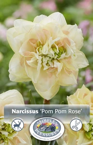 Narcissus Double Pom Rose | 60 pce - image 3