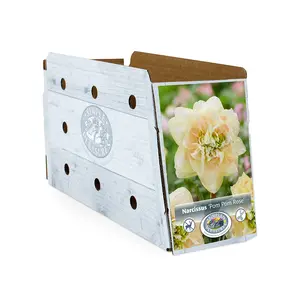 Narcissus Double Pom Rose | Cappers 5 x 12 - image 2