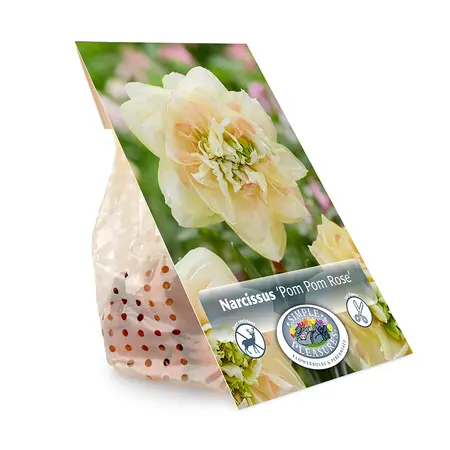 Narcissus Double Pom Rose | Cappers 5 x 12 - image 3