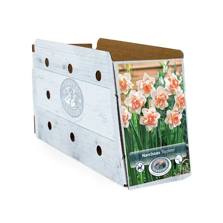 Narcissus Double Replete | Cappers 5 x 12 - image 2