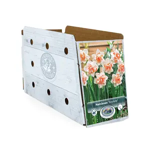 Narcissus Double Replete | Cappers 5 x 12 - image 2
