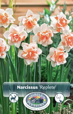 Narcissus Double Replete | Cappers 5 x 12 - image 1