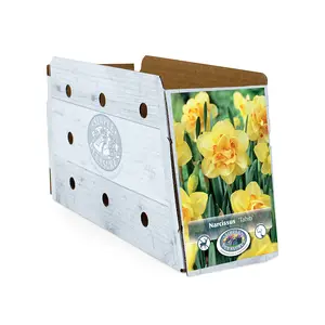 Narcissus Double Tahiti | Cappers 5 x 12 - image 2