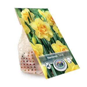 Narcissus Double Tahiti | Cappers 5 x 12 - image 3