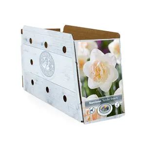 Narcissus Double Tender Beauty | Cappers 5 x 12 - image 2