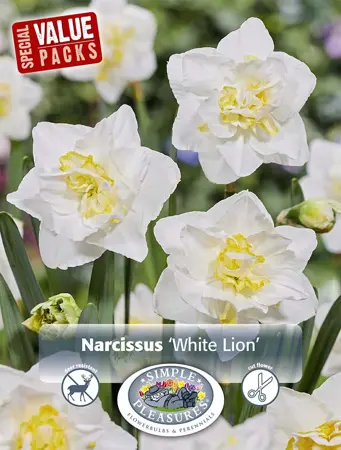 Narcissus Double White Lion | Cappers 10 x 20 - image 1
