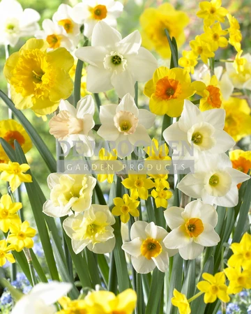 Narcissus Fragrant Meadow Blend | 50 pce