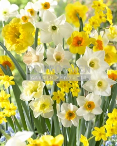 Narcissus Fragrant Meadow Blend | 50 pce
