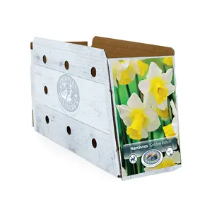 Narcissus Jonquilla Golden Echo | Cappers 5 x 12 - image 2