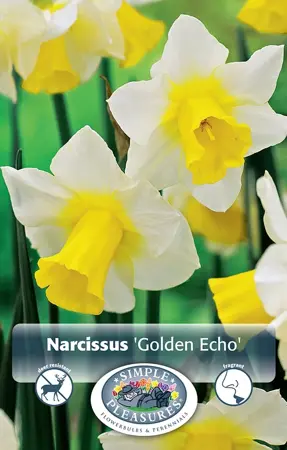 Narcissus Jonquilla Golden Echo | Cappers 5 x 12 - image 1