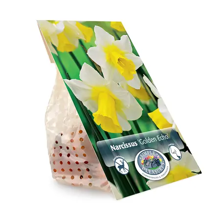 Narcissus Jonquilla Golden Echo | Cappers 5 x 12 - image 3