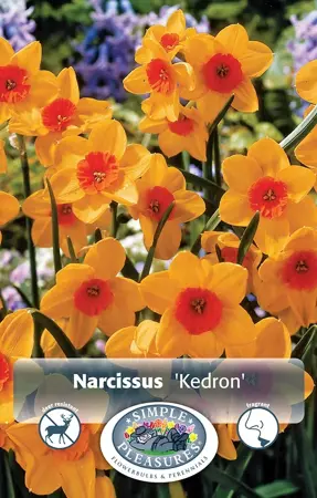 Narcissus Jonquilla Kedron | Cappers 5 x 12 - image 1