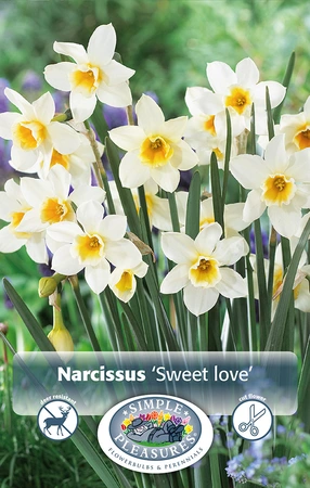 Narcissus Jonquilla Sweet Love | Cappers 10 x 12 - image 2