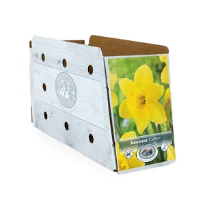 Narcissus Large Cup Carlton | Capper 12 x 5 - image 2