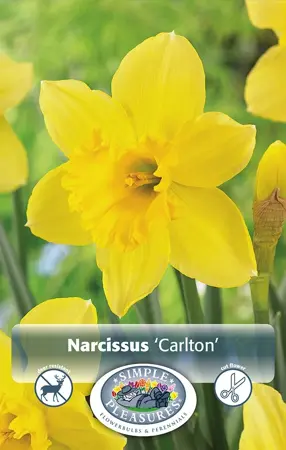 Narcissus Large Cup Carlton | Capper 12 x 5 - image 1