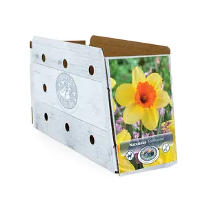 Narcissus Large Cup Fortissimo | Cappers 5 x 12 - image 2