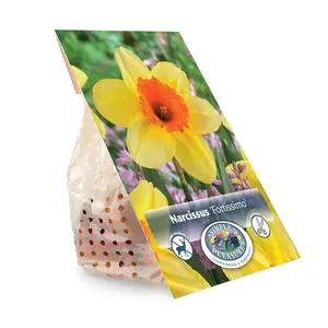 Narcissus Large Cup Fortissimo | Cappers 5 x 12 - image 3