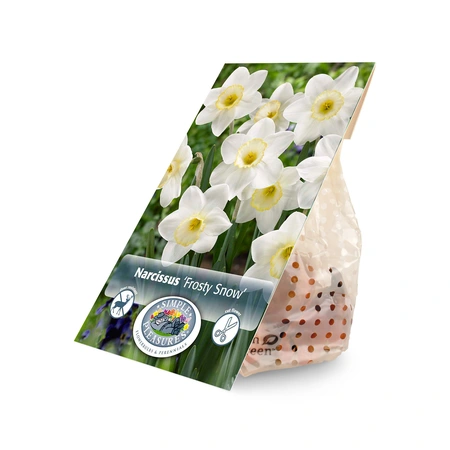 Narcissus Large Cup Frosty Snow | Cappers 5 x 16 - image 2