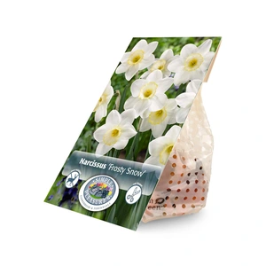Narcissus Large Cup Frosty Snow | Cappers 5 x 16 - image 3