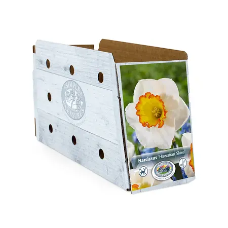 Narcissus Large Cup Hawaiian Skies | Cappers 5 x 12 - image 2