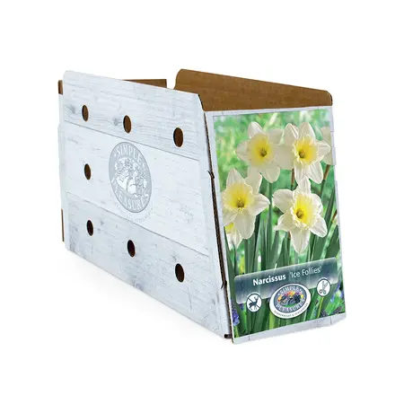 Narcissus Large Cup Ice Follies | Cappers 5 x 12 - image 2