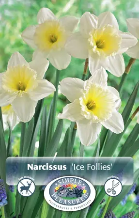 Narcissus Large Cup Ice Follies | Cappers 5 x 12 - image 1