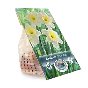 Narcissus Large Cup Ice Follies | Cappers 5 x 12 - image 3