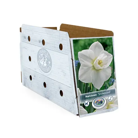 Narcissus Large Cup Snowboard | Cappers 5 x 12 - image 2