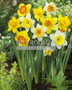 Narcissus Large Cupped Mixed | 50 pce