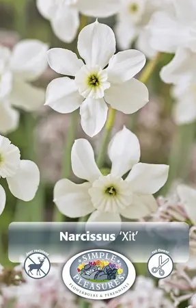 Narcissus Miniature Xit | 60 pce - image 1
