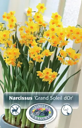 Narcissus Paperwhite Grand Soleil D'Or | 50 pce - image 1