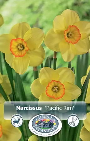 Narcissus Small Cup Pacific Rim | 60 pce - image 1