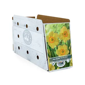 Narcissus Small Cup Pacific Rim | Capper 12 x 5 - image 2
