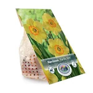 Narcissus Small Cup Pacific Rim | Capper 12 x 5 - image 3