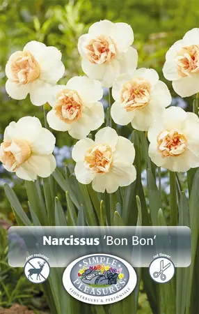 Narcissus Specialty Bon | Quarter Box/20 - image 1