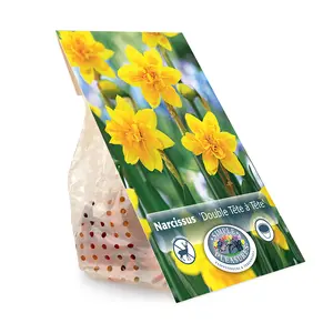Narcissus Specialty Double Tete-a-Tete | Cappers 5 x 16 - image 3
