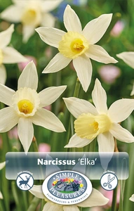 Narcissus Specialty Elka | Cappers 10 x 12 - image 2