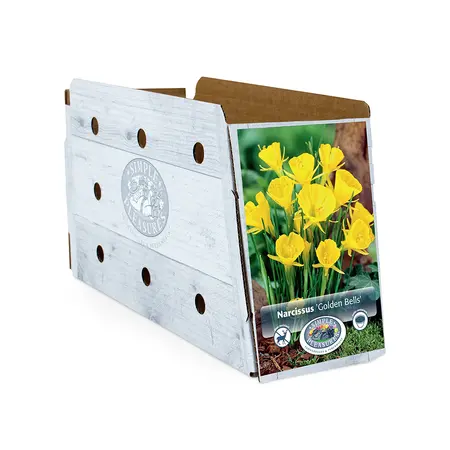 Narcissus Specialty Golden Bells | Cappers 10 x 12 - image 2