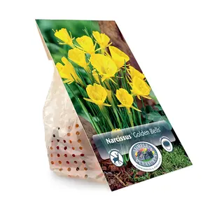 Narcissus Specialty Golden Bells | Cappers 10 x 12 - image 3