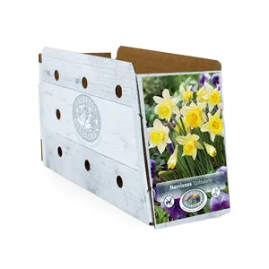 Narcissus Specialty Lobularis | Cappers 8 x 12 - image 2