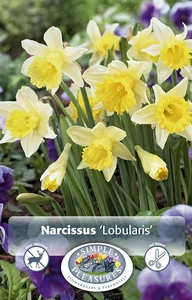 Narcissus Specialty Lobularis | Cappers 8 x 12 - image 4