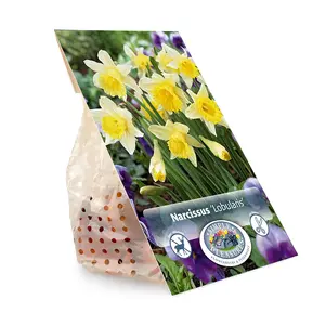 Narcissus Specialty Lobularis | Cappers 8 x 12 - image 3