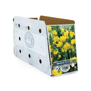 Narcissus Specialty Tete-a-Tete | Cappers 10 x 12 - image 2