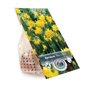Narcissus Specialty Tete-a-Tete | Cappers 10 x 12 - image 3
