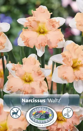 Narcissus Split Corona (Butterfly) Waltz | 60 pce - image 1